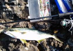 佐津地磯にてショアジギングでヒラマサ65㎝…