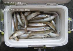 竹野でキス110匹の釣果！