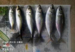 津居山にてアジの釣果