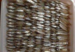 竹野にてキス186匹！