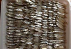 竹野にてキス186匹！