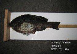 津居山にてグレ45cm！
