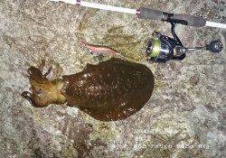 香住にてエギングでアオリイカ胴長25㎝700ｇ