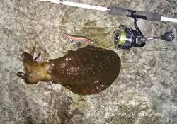 香住にてエギングでアオリイカ胴長25㎝70…