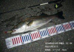 円山川河口にてシーバス70cm