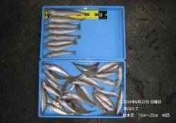 柴山でのキス釣果