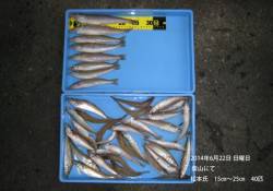 柴山でのキス釣果