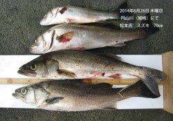 円山川（城崎）にてスズキ70㎝！