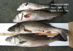 円山川（城崎）にてスズキ70㎝！