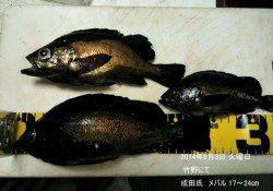 竹野にてメバル17～24㎝