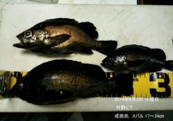 竹野にてメバル17～24㎝