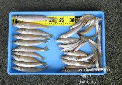 竹野　投げ釣りでキスの釣果