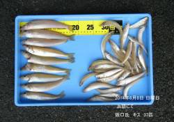 【8日の釣果】浜詰にてキス大漁です！