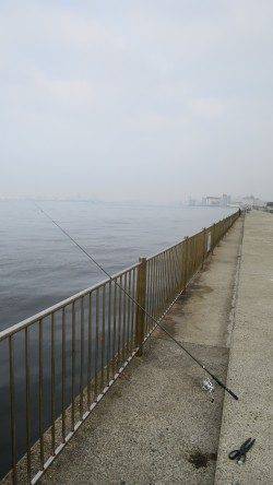 南芦屋浜でサビキ〜美味しそうなカタクチイワシをゲット