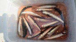南芦屋浜でサビキ〜美味しそうなカタクチイワシをゲット