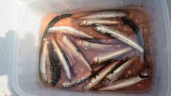 南芦屋浜でサビキ〜美味しそうなカタクチイワ…