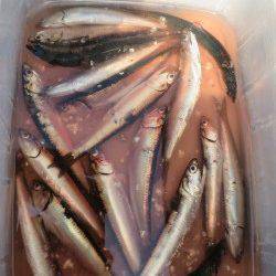 南芦屋浜でサビキ〜美味しそうなカタクチイワシをゲット