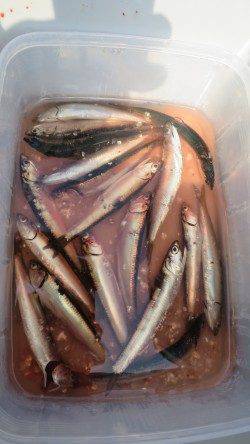 南芦屋浜でサビキ〜美味しそうなカタクチイワシをゲット
