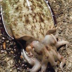 上瀬　アオリ狙いのエギングもコウイカ　コウイカは好調のようです☆