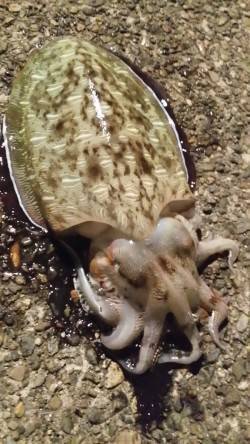 上瀬　アオリ狙いのエギングもコウイカ　コウ…