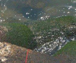 岸和田のエビ撒きでキビレ ドラグを出した大物は痛恨の針ハズレ・・・