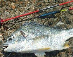 岸和田のエビ撒きでキビレ ドラグを出した大物は痛恨の針ハズレ・・・