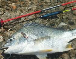 岸和田のエビ撒きでキビレ ドラグを出した大…