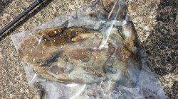 春アオリを狙いに行くもコンタクトなく…コウイカ狙いは数投できました