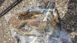 春アオリを狙いに行くもコンタクトなく…コウ…