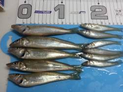 須磨の投げ釣り 早朝はピンギス、日が昇って…