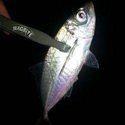 舞洲でアジング&メバリング〜メバルのマンション発見!!