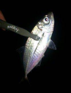 舞洲でアジング&メバリング〜メバルのマンション発見!!