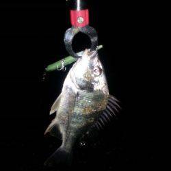 汐見埠頭まだまあバチパターン！シンペンでキビレ