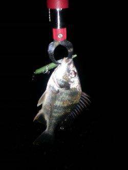 汐見埠頭まだまあバチパターン！シンペンでキビレ