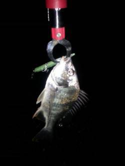 汐見埠頭まだまあバチパターン！シンペンでキ…