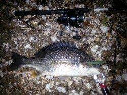 汐見埠頭まだまあバチパターン！シンペンでキビレ