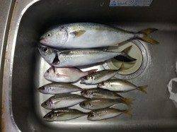 北港魚つり公園　シュアジギングでハマチ＆良型ゴマサバ！