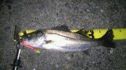 【バチパターン】大阪南港でアタリ多数！