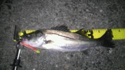 【バチパターン】大阪南港でアタリ多数！