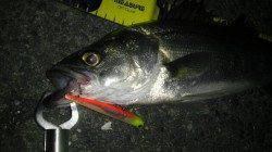 【バチパターン】大阪南港でアタリ多数！