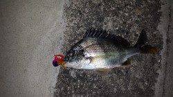 和歌川河口でチニング　アタリ多し