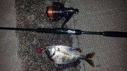 和歌川河口でチニング　アタリ多し