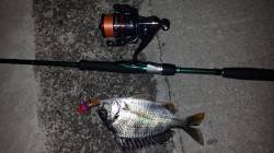 和歌川河口でチニング　アタリ多し