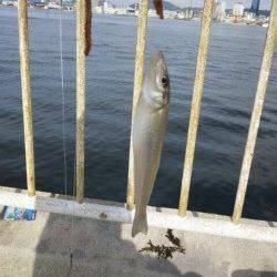 ポートアイランド西波止でキス釣り　遠近距離まんべんなく当たってきました