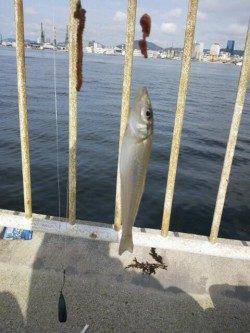 ポートアイランド西波止でキス釣り　遠近距離まんべんなく当たってきました