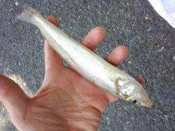 貝塚人工島　キスもシーズンインしております☆