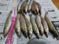 ポートアイランド西波止でキス釣り　遠近距離まんべんなく当たってきました