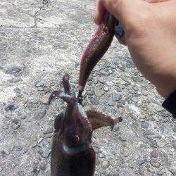大阪ゴルフ場裏にてエギング〜潮が流れ出した時にコウイカヒット