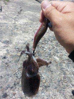 大阪ゴルフ場裏にてエギング〜潮が流れ出した時にコウイカヒット