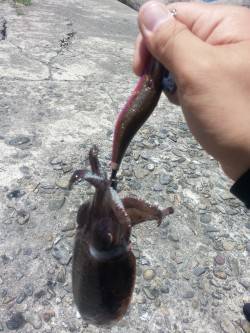 大阪ゴルフ場裏にてエギング〜潮が流れ出した…